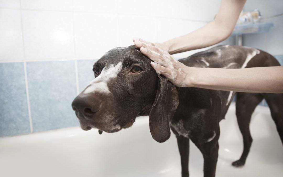 Dog Grooming Tips That Your Pup Will Love