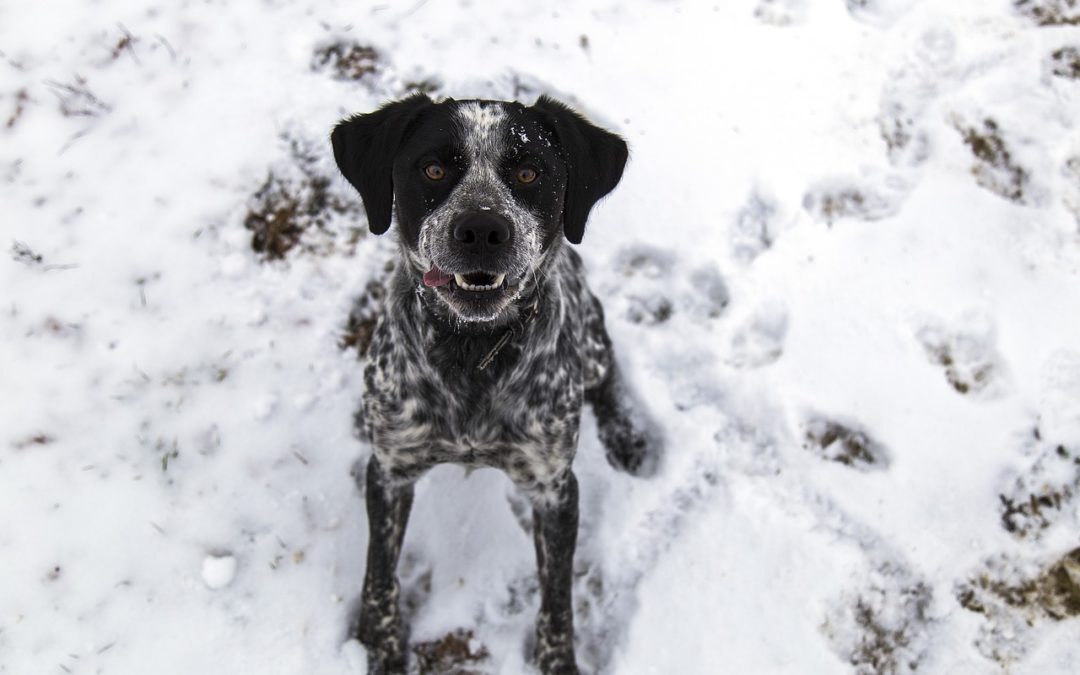 Keeping Your Pet Safe During Winter Months