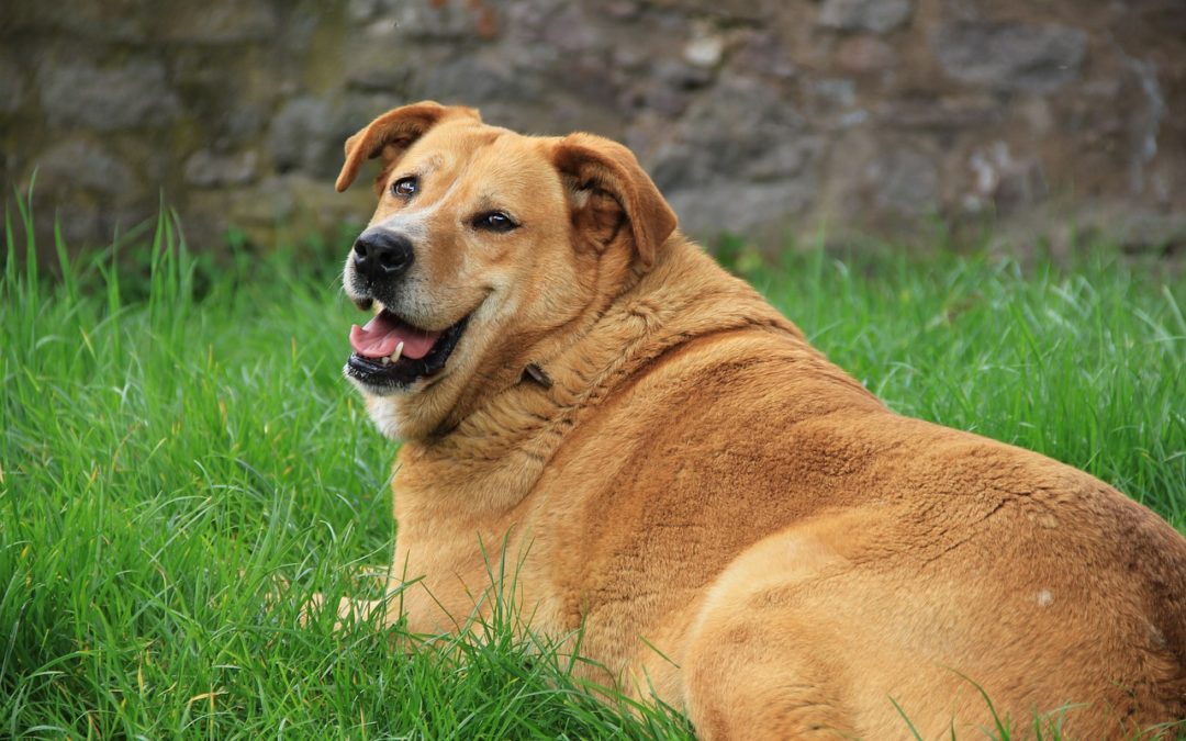 Does Your Pet Need To Lose Weight?